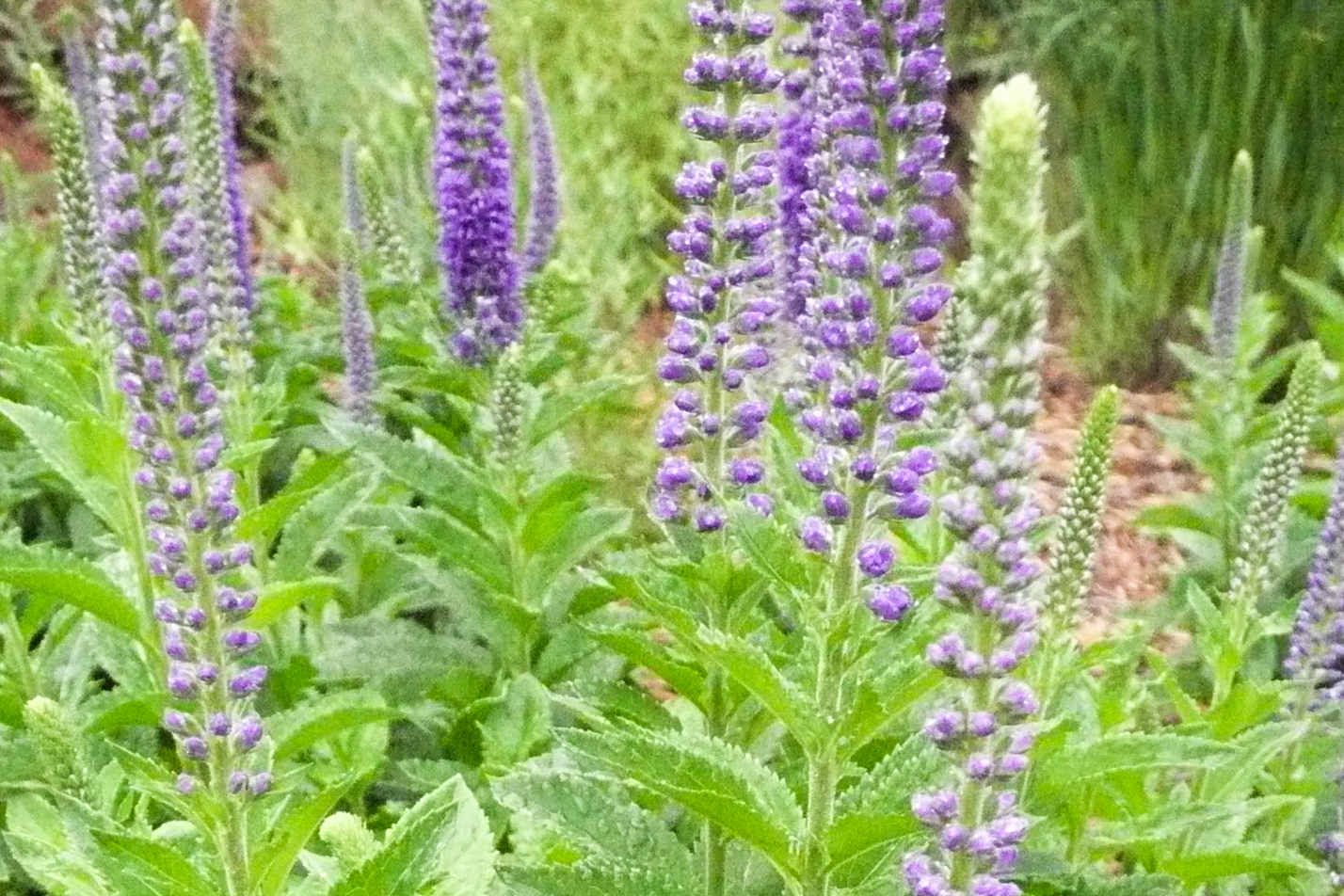 Sunny Border Blue Speedwell